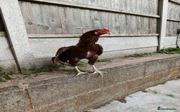 Chickens poultry for sale: Aseel Rooster - Image 4