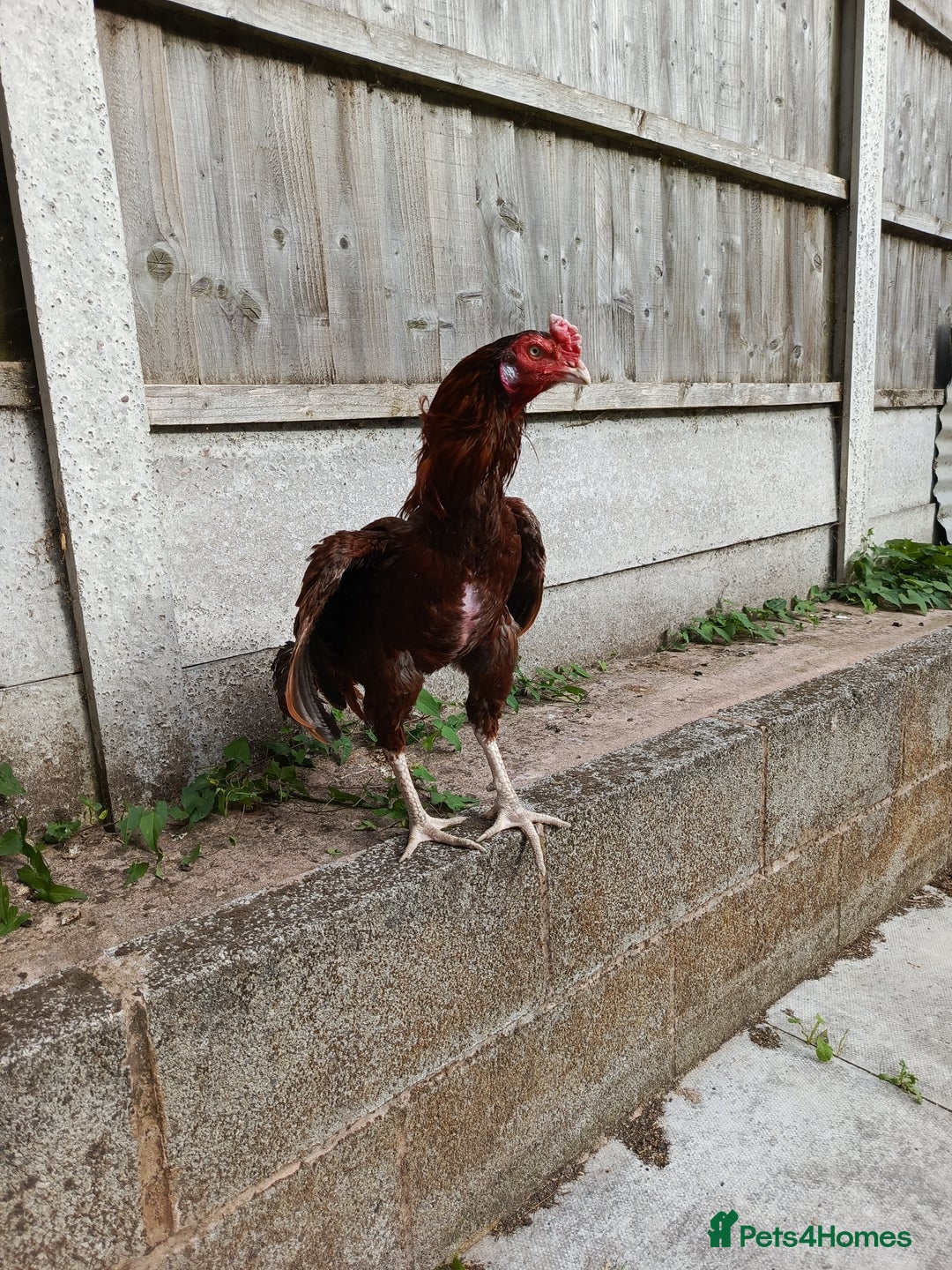 Chickens poultry for sale: Aseel Rooster - Image 4