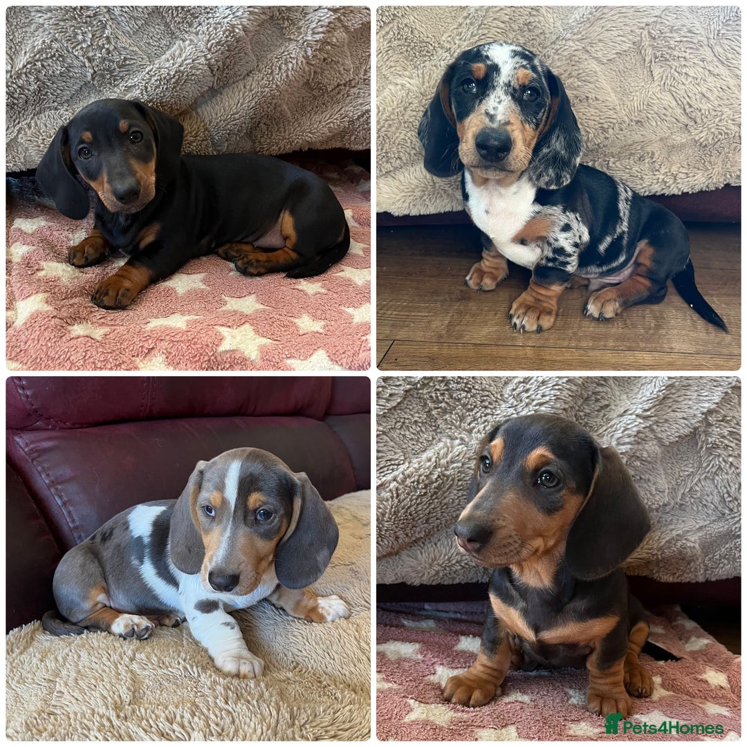 Miniature Dachshund dogs for sale: Stunning KC Registered Miniature Dashound  - Advert 2