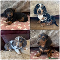 Miniature Dachshund dogs Stunning KC Registered Miniature Dashound - Advert 7
