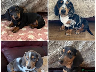 Miniature Dachshund dogs - Advert 10