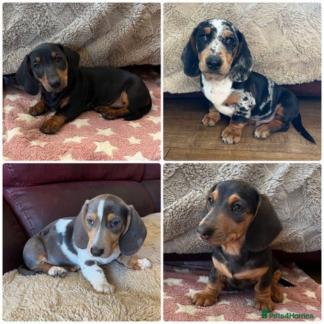 Miniature Dachshund dogs - Advert 3