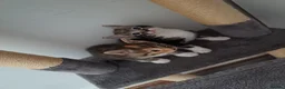 Mixed Breed cats for sale: Kittens - Advert 7