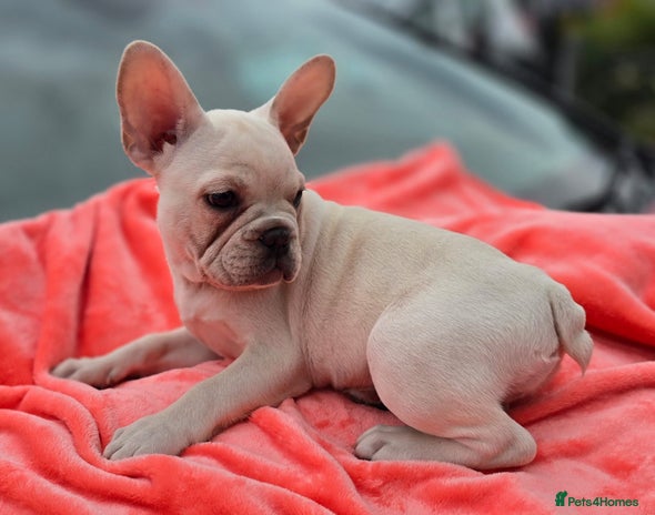 French Bulldog dogs - Advert 3