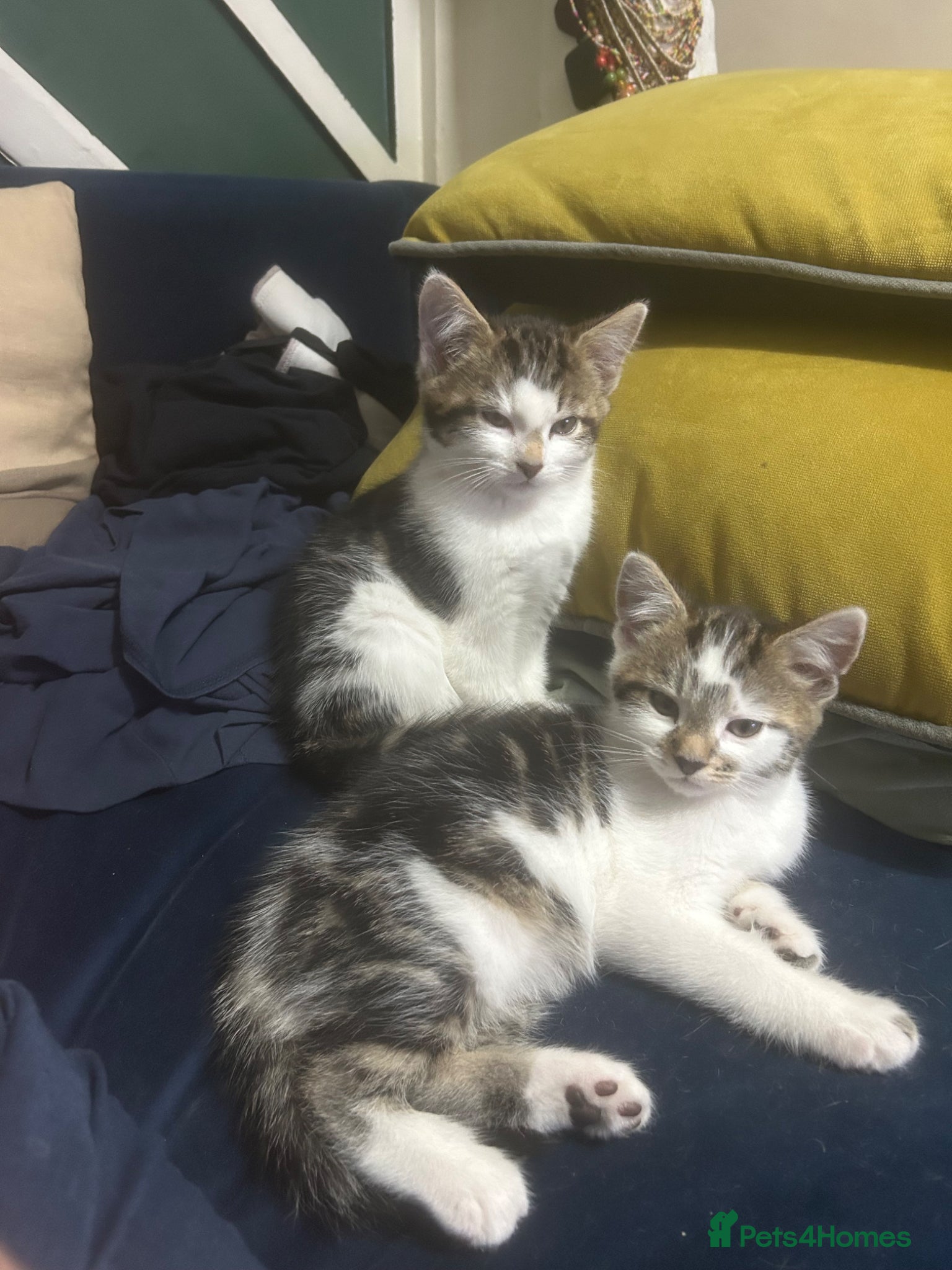 Mixed Breed cats 2 adorable male kittens - Advert 1