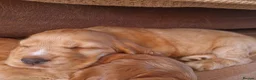 Cocker Spaniel dogs for sale: Stunning little girl show type cocker spaniels - Advert 2