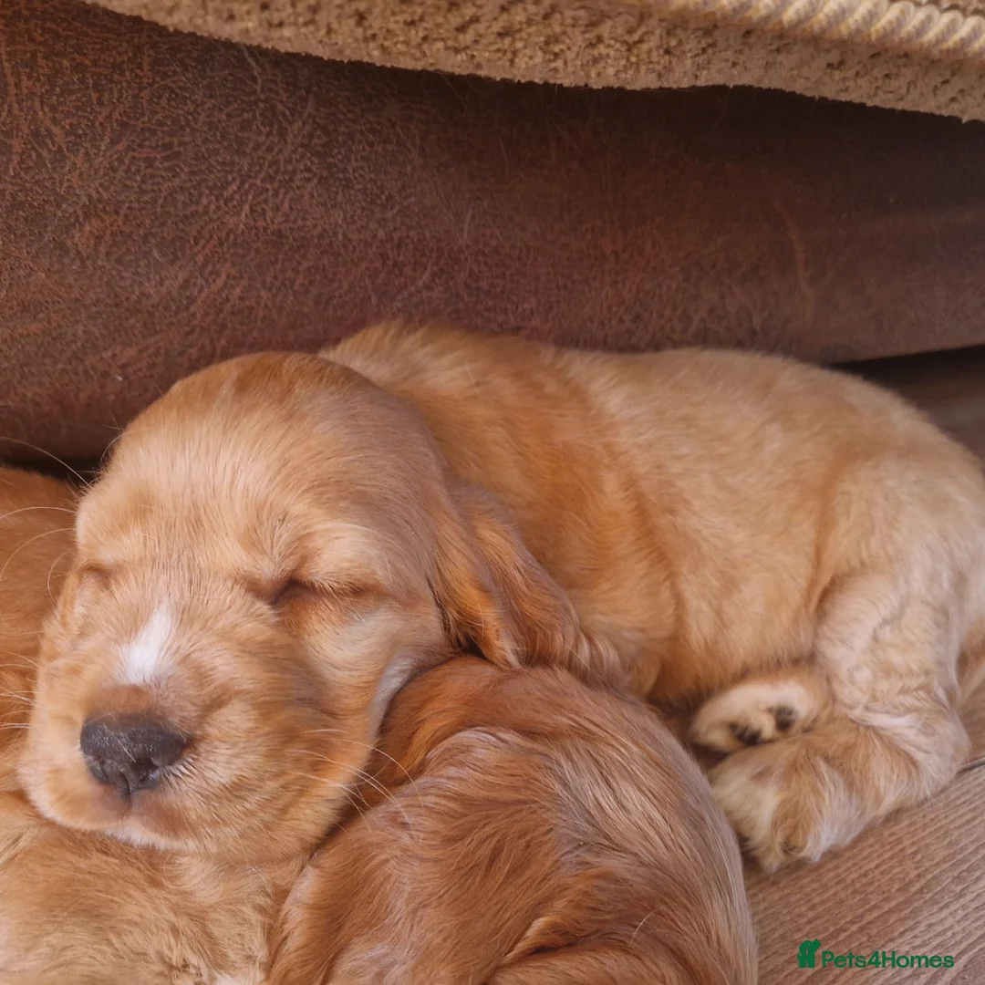 Cocker Spaniel dogs for sale: Stunning little girl show type cocker spaniels - Advert 2