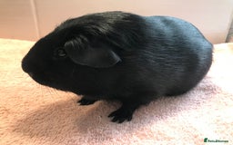 Guinea Pig rodents for sale: Self Black Boar -Pair of Fox Boars and Merino Boar - Advert 2