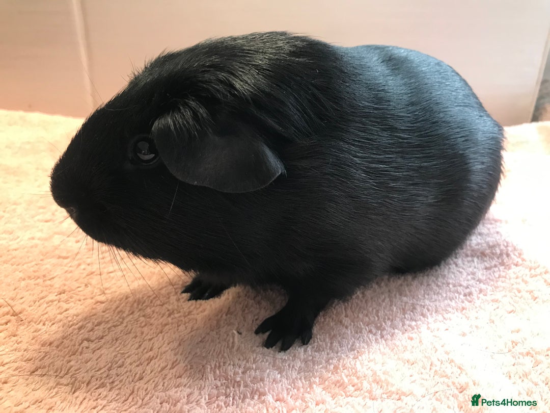 Guinea Pig rodents for sale: Self Black Boar -Pair of Fox Boars and Merino Boar - Advert 2
