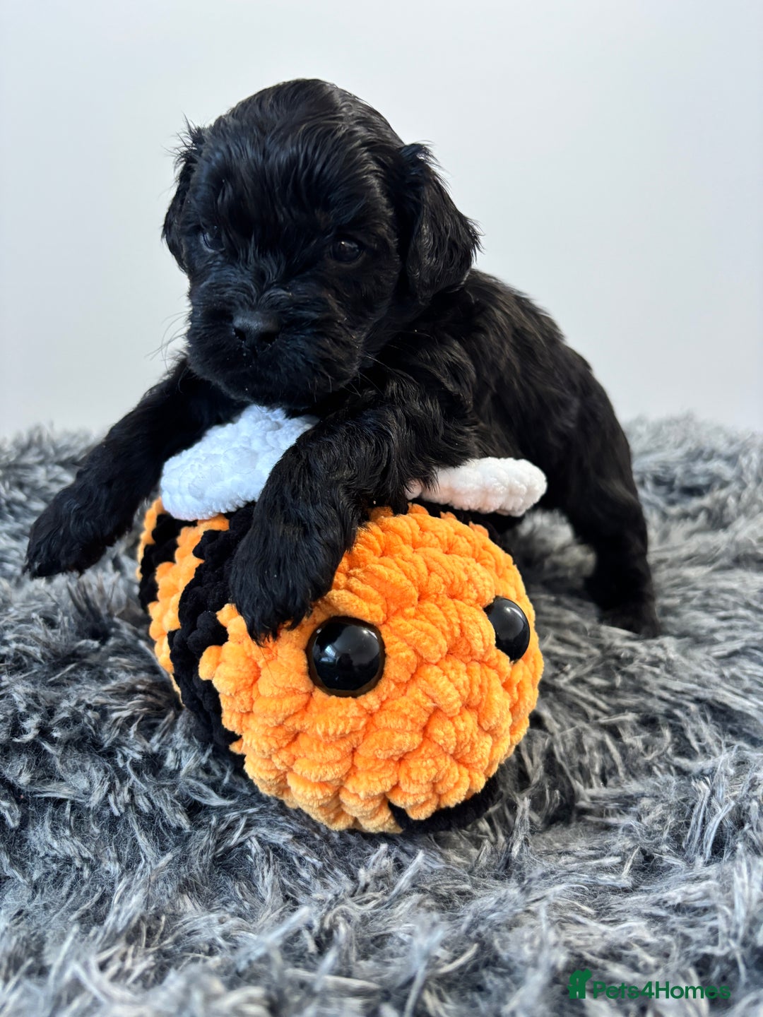 Mixed Breed dogs for sale: Beautiful Sproodle x Lhasa Apso Puppies - Advert 6