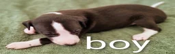 Whippet dogs for sale: Whippet x Greyhound in Atherstone - Advert 6