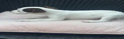 Jack Russell dogs for sale: 🐾Jack Russell Pups for Their Forever Homes! 🐾 - Advert 9
