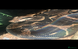 Boa Snake reptiles for sale: boa snake - Image 2