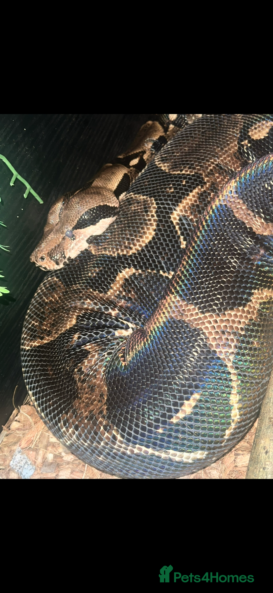 Boa Snake reptiles for sale: boa snake - Image 2