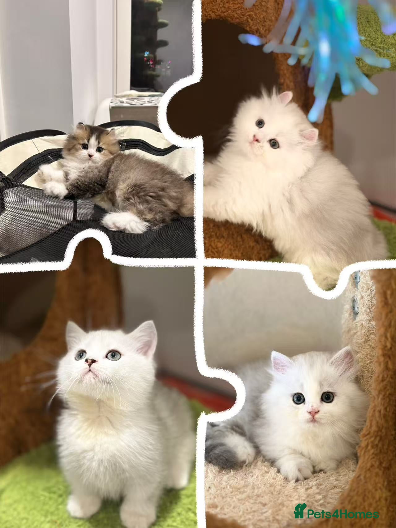 Munchkin cats Super stunning & rare Minuet - Advert 3