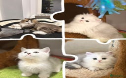 Munchkin cats for sale: Super stunning & rare Minuet - Image 1