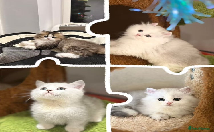 Munchkin cats - Advert 1