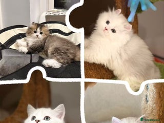 Munchkin cats - Advert 1