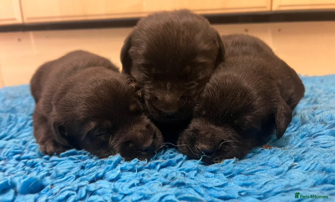 Labrador Retriever dogs for sale: Gorgeous chunky black Labrador puppies  - Advert 3
