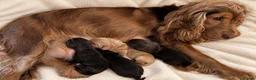 Cocker Spaniel dogs for sale: Show Type Cocker Spaniels  - Advert 1