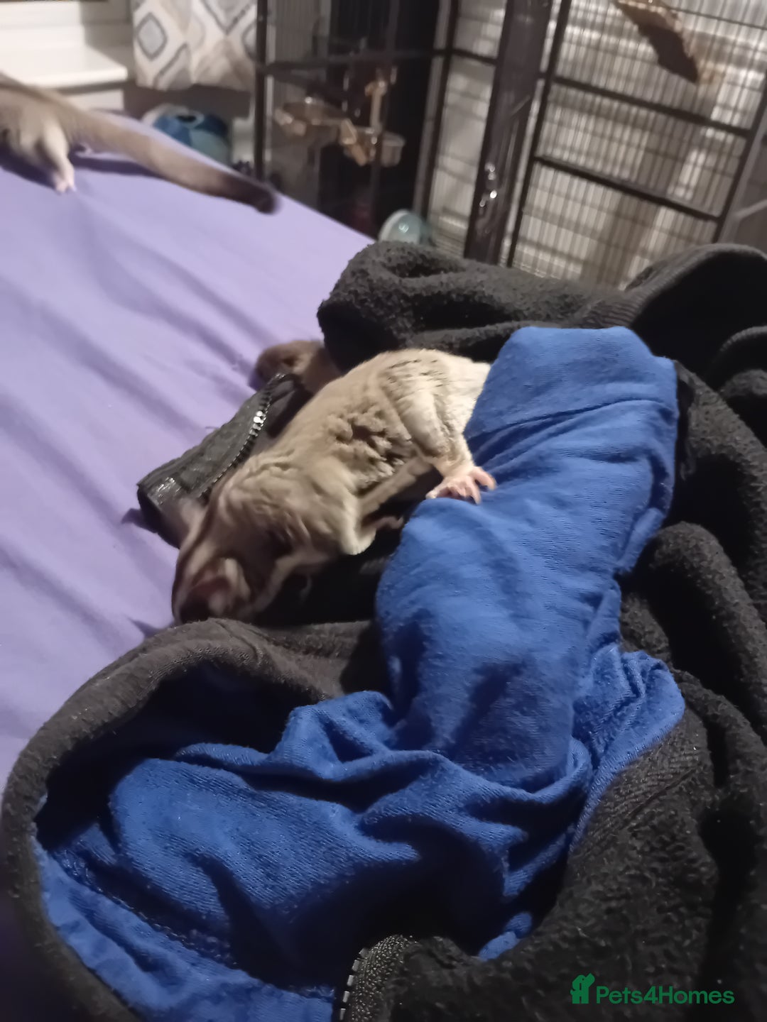 Sugar Glider rodents for sale: Sugar glider 1 boy one girl  - Image 1