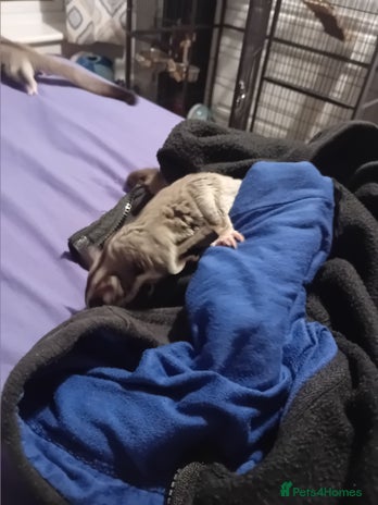 Sugar Glider rodents - Advert 14