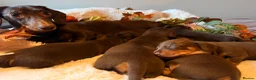 Miniature Dachshund dogs for sale: KC Miniature dachshund chocolate and tan puppies!  - Advert 3