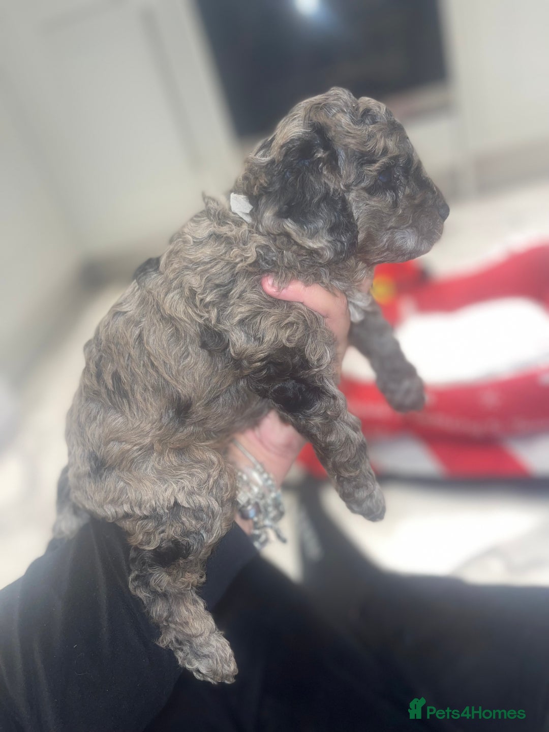 Cockapoo dogs for sale: Cockerpoo FB1 ready to leave  **  Eve  - Advert 14