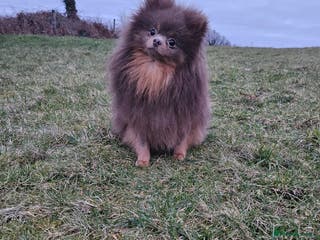 Pomeranian dogs Gigi **** Pomeranian Stud in Neath - Advert 5