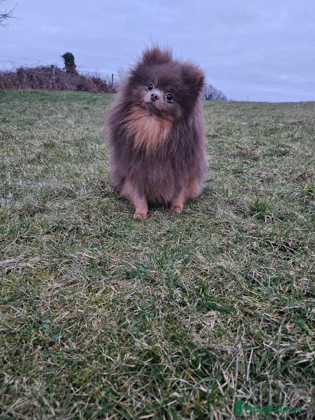 Pomeranian dogs for stud: Gigi **** Pomeranian Stud in Neath - Advert 1