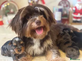 Yorkshire Terrier dogs 🌸 Stunning Yorkshire terrier puppies available 🌸 - Advert 3