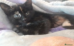 Mixed Breed cats for sale: 5 beautiful kittens - Image 8