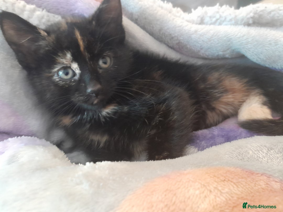 Mixed Breed cats for sale: 5 beautiful kittens - Image 8