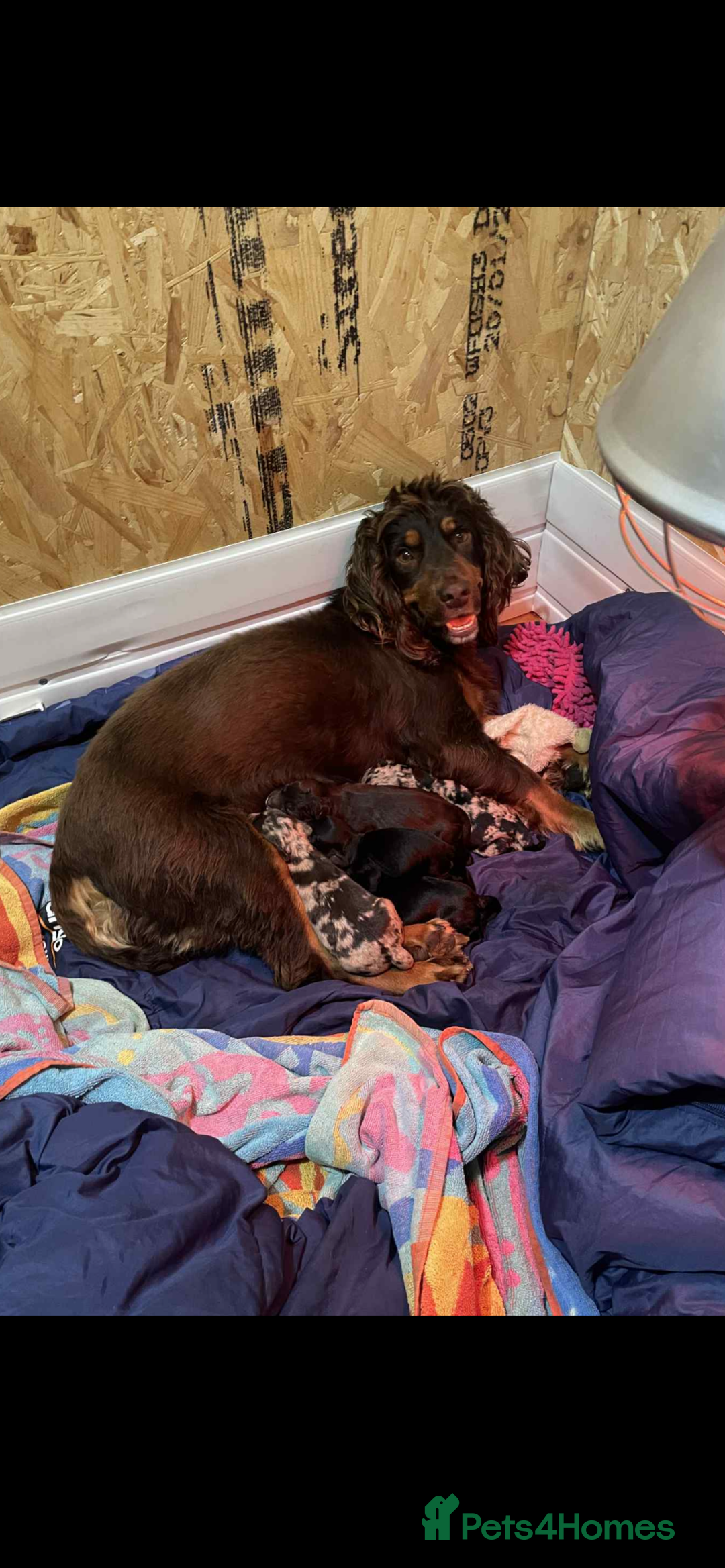 Cocker Spaniel dogs for sale: Cocker Spaniel Pups  - Image 1