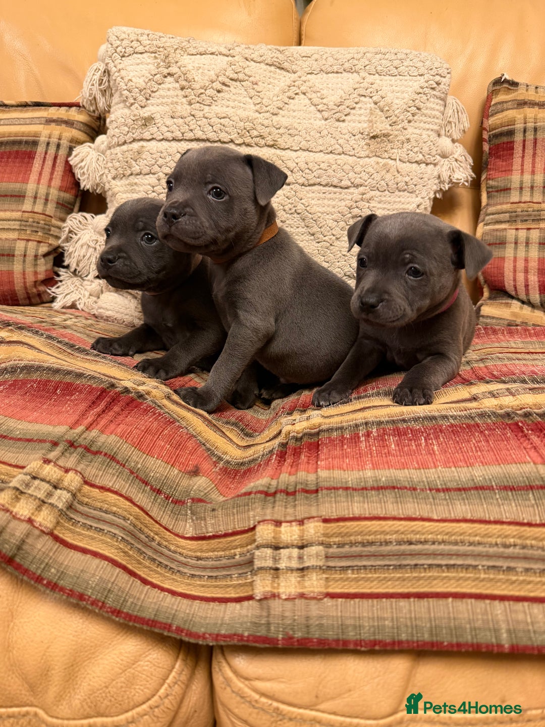 Staffordshire Bull Terrier dogs for sale: KC Registered/Health Tested Blue SBT Puppies - Advert 3