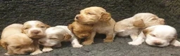 Cocker Spaniel dogs for sale: Stunning Show Cockers - Crufts Champion Pedigree in Stoke-on-Trent - Advert 3