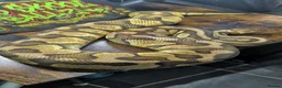 Python Snake reptiles for sale: Pastel enchi female  - Advert 1