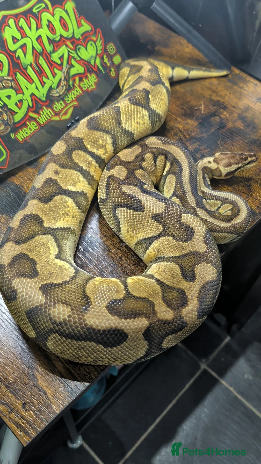 Python Snake reptiles for sale: Pastel enchi female  - Advert 1
