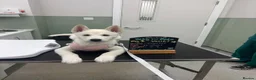 Utonagan dogs for sale: Beautiful pure white husky x malamute  - Advert 2