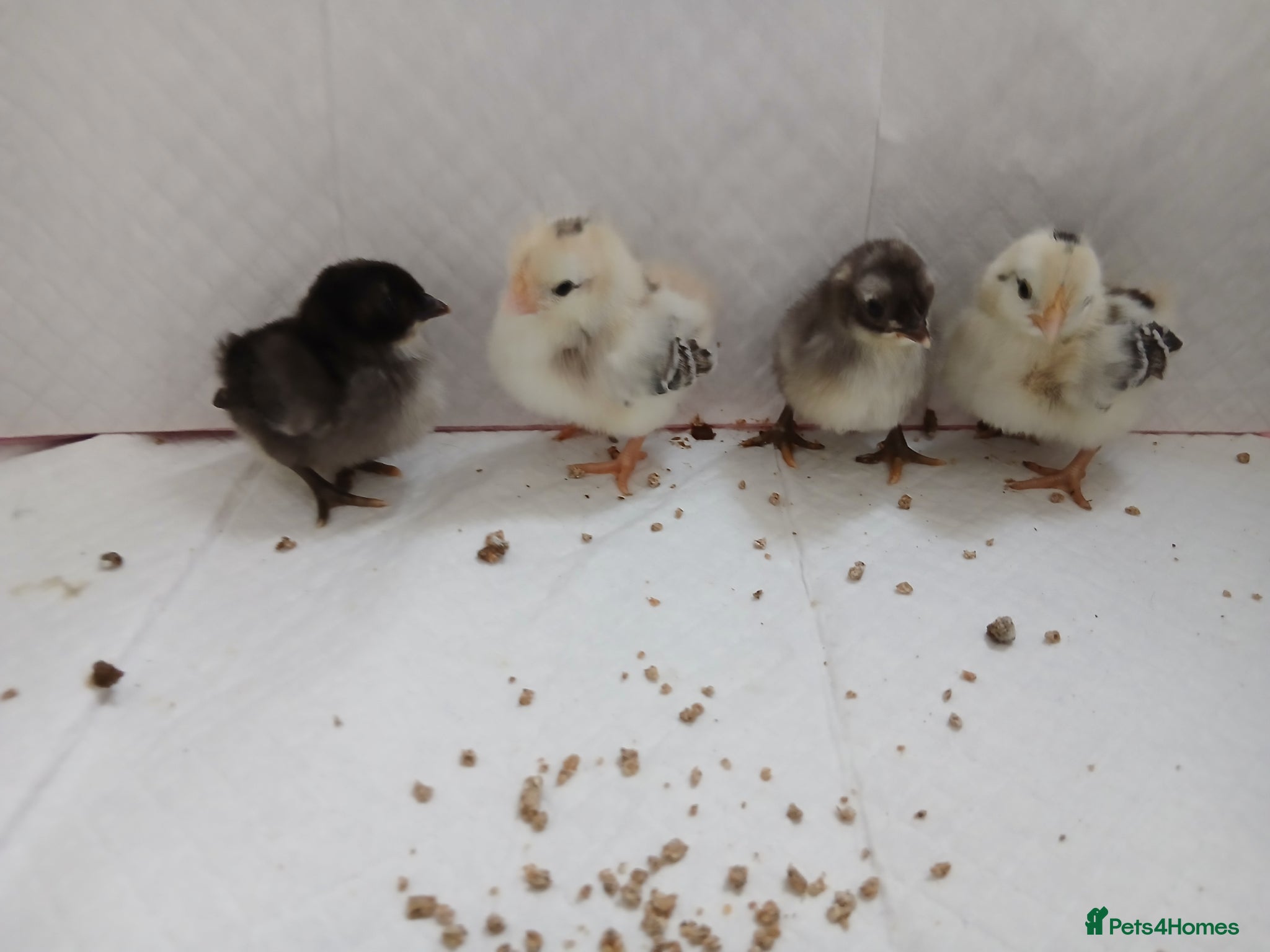 Chickens poultry Serama and pekin chicks  - Advert 6