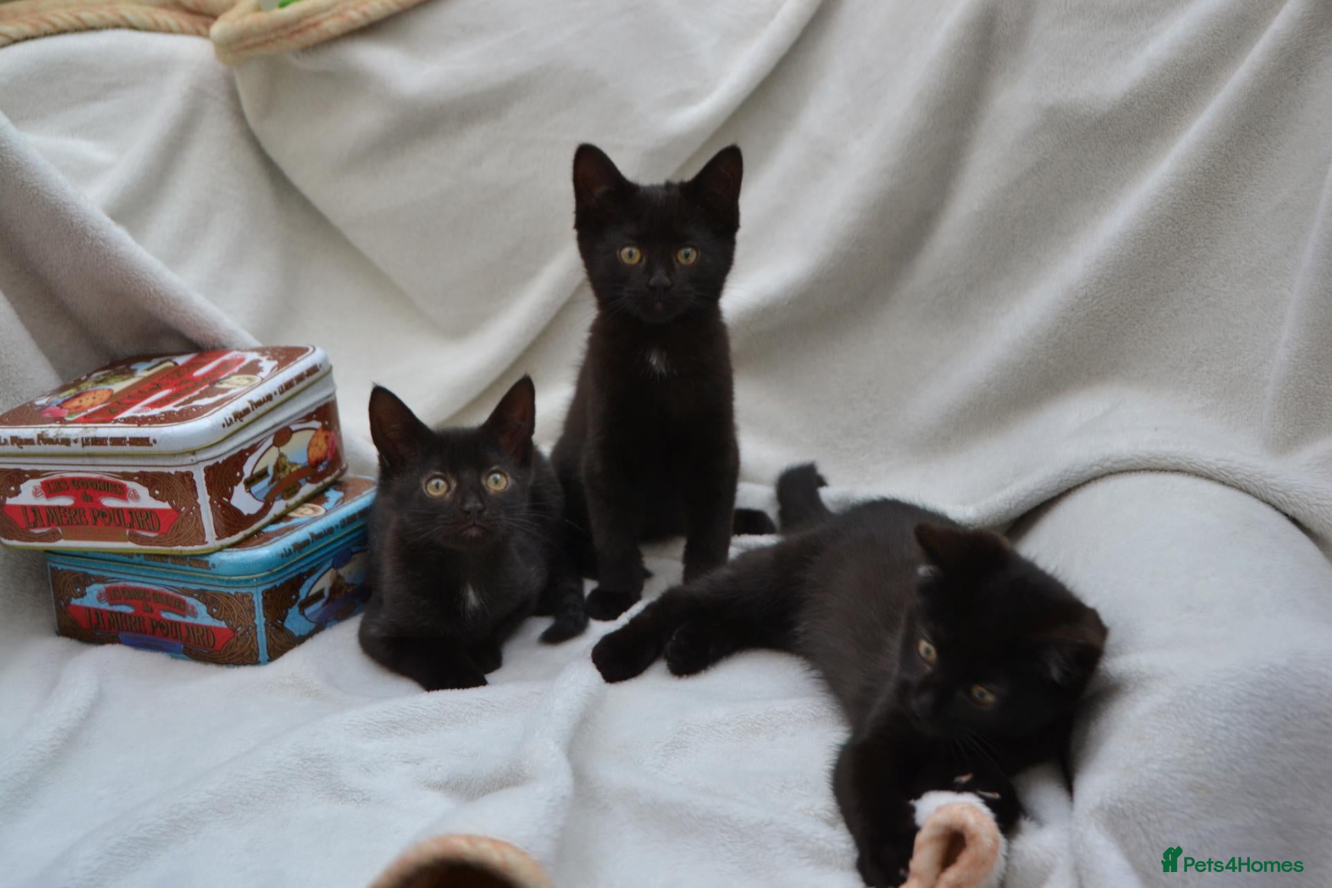 Mixed Breed cats Beautiful Maine Coon/Bombay Mix Kittens! - Advert 1