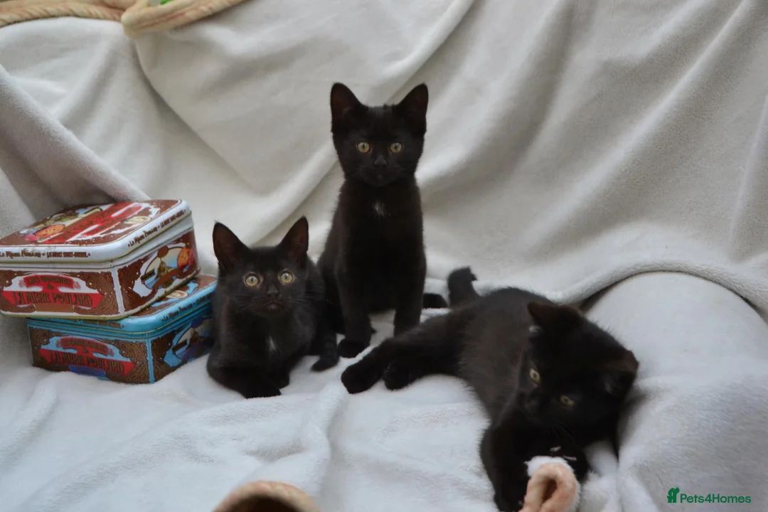 Mixed Breed cats for sale: Beautiful Maine Coon/Bombay Mix Kittens! - Advert 1