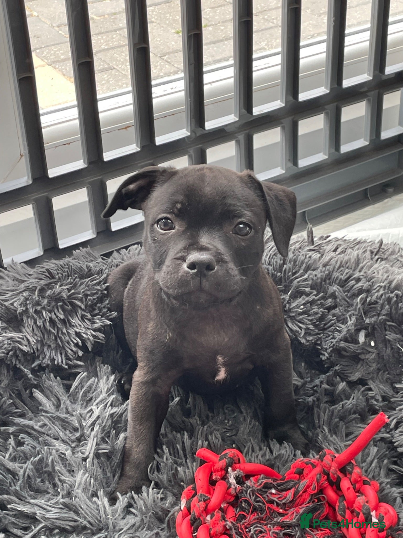 Staffordshire Bull Terrier dogs Last boy heavily reduced  - Advert 2