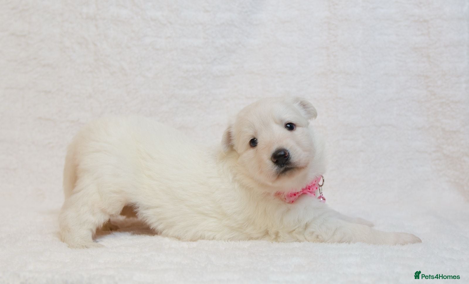 German Shepherd dogs KC REG STRAIGHT BACKED FULL WHITE GSD PUPS  - Advert 3