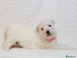 German Shepherd dogs KC REG STRAIGHT BACKED FULL WHITE GSD PUPS - Advert 3