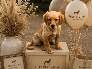 Golden Retriever dogs KC HEREDITARY CLEAR GOLDEN RETRIEVER PUPPIES - Advert 1