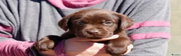 Labrador Retriever dogs for sale: Chocolate Labrador puppies Kc reg health tested - Advert 15