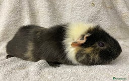 Guinea Pig rodents for sale: Various male teddy Guineapigs for sale  - Advert 13