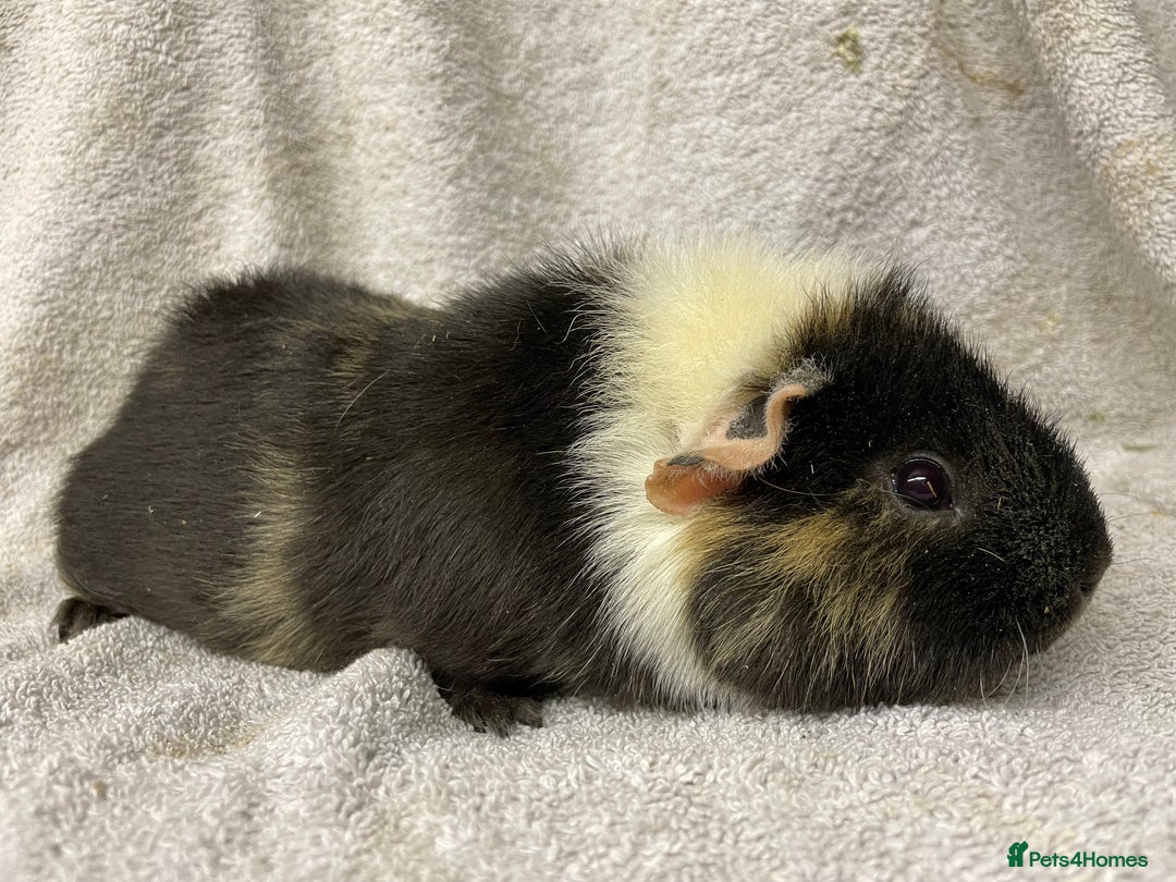 Guinea Pig rodents for sale: Various male teddy Guineapigs for sale  - Advert 13