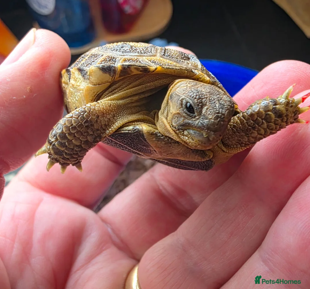 Tortoise reptiles for sale: Baby horsefield tortoises full setup available  - Advert 2